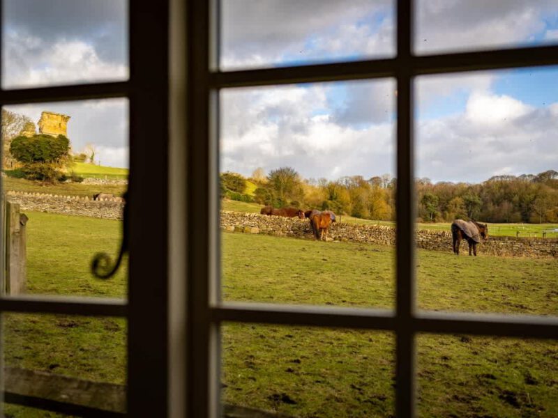 View of cows and a horse in a field from Yew Tree Cottage, a farm stay.