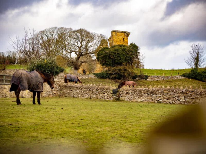 Horses in a field with ruins in the background.