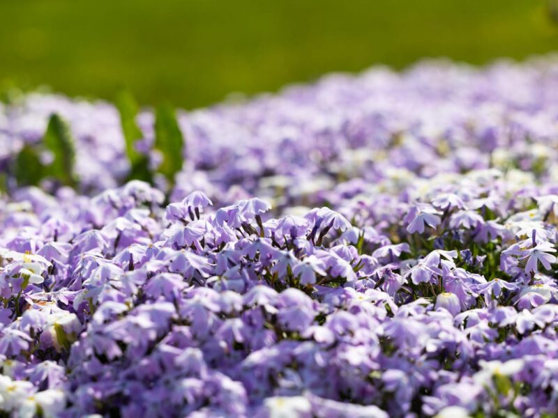 Purple phlox flowers blooming near Coastal Village Hideaway.