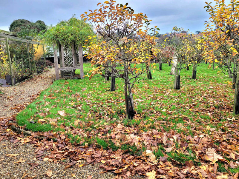 Autumnal apple orchard and garden path at Plank Bridge shepherds hut.